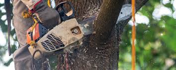 Best Emergency Tree Removal  in Lakeview, NY