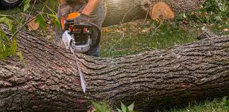 Best Tree Preservation Services  in Lakeview, NY