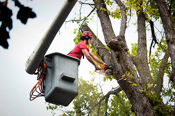 Best Firewood Processing and Delivery  in Lakeview, NY
