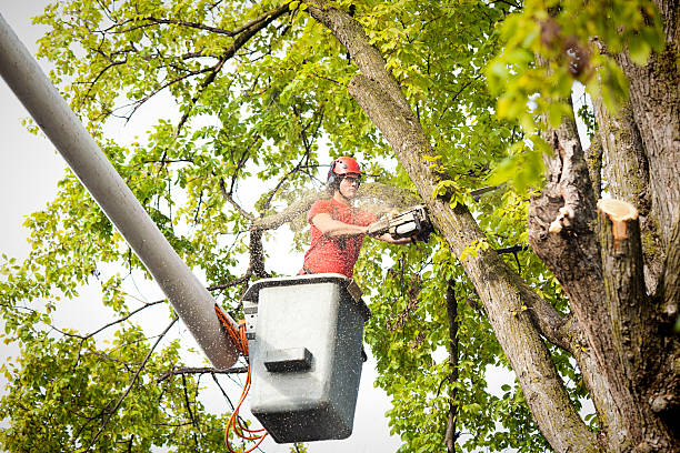 Best Hedge Trimming  in Lakeview, NY